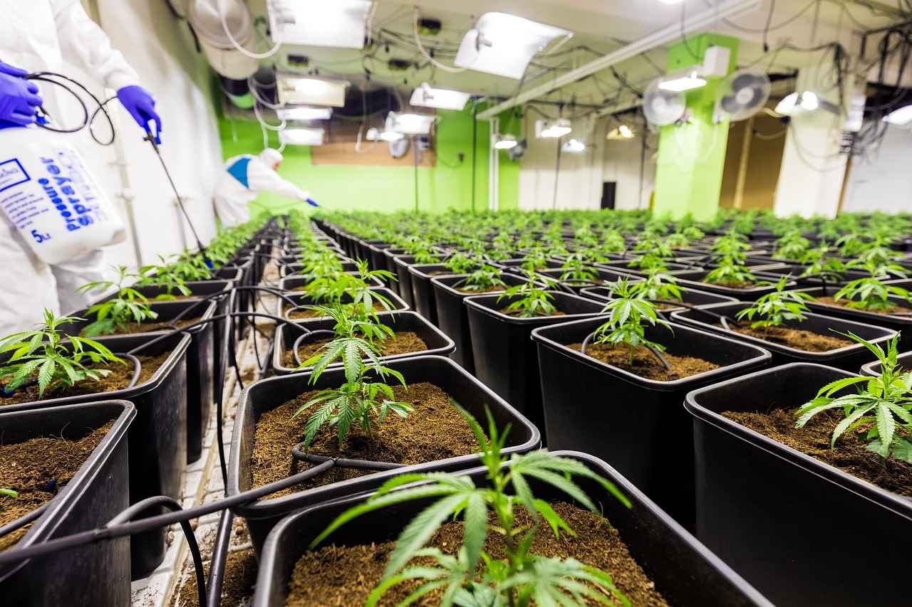 Safety and Side Effects of CBD