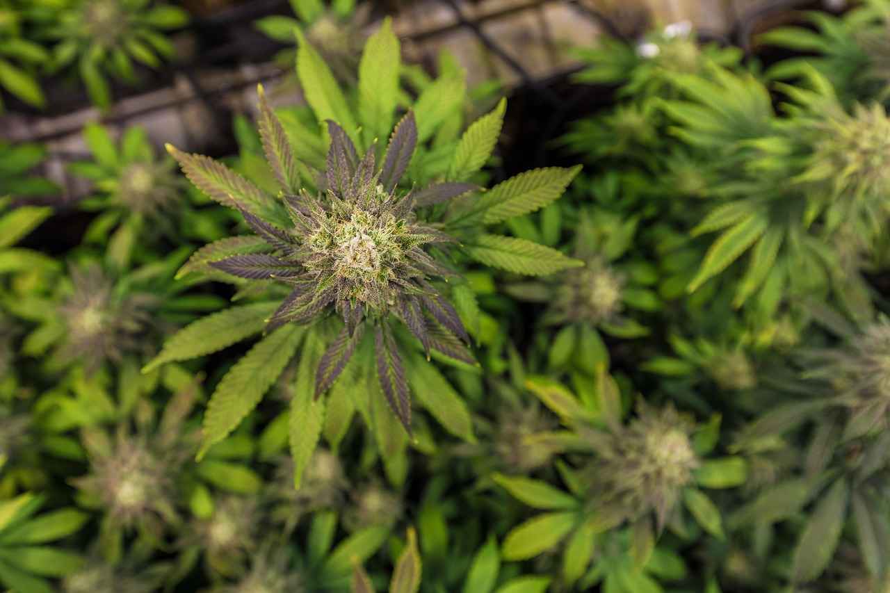 Choosing the Right CBD Products