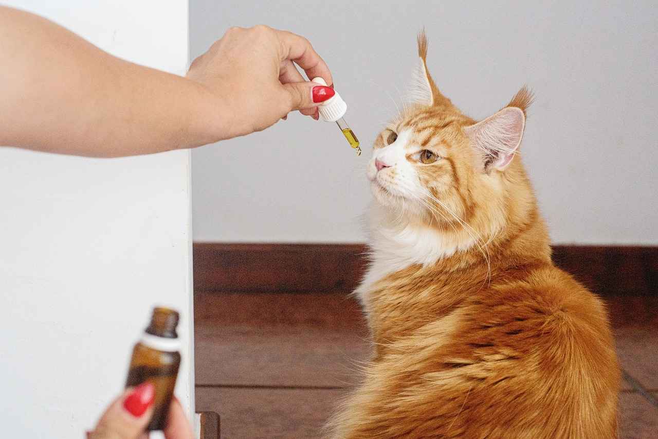 How to Incorporate CBD Facial Oils into Your Routine