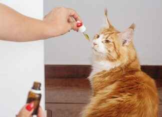 CBD vs Melatonin: Which is Better for Sleep? CBD vs Melatonin: Which is Better for Sleep?