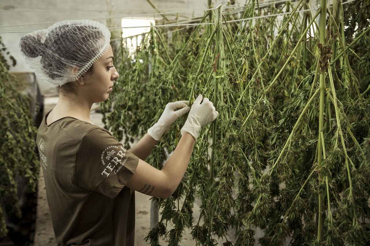 Understanding CBD and Its Effects on Sleep