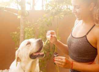 CBD vs THC: Understanding the Key Differences CBD vs THC: Understanding the Key Differences