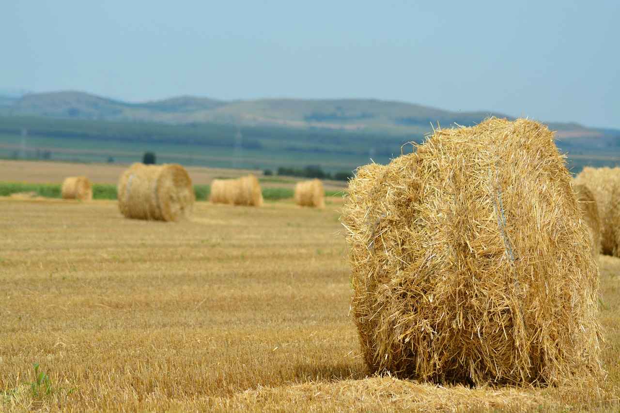 Chargers vs Arizona Cardinals Match Player Stats 10 Fan Reactions and Social Media Buzz