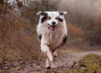 Cheap Dog Beds: Affordable Options for Your Pet Cheap Dog Beds: Affordable Options for Your Pet