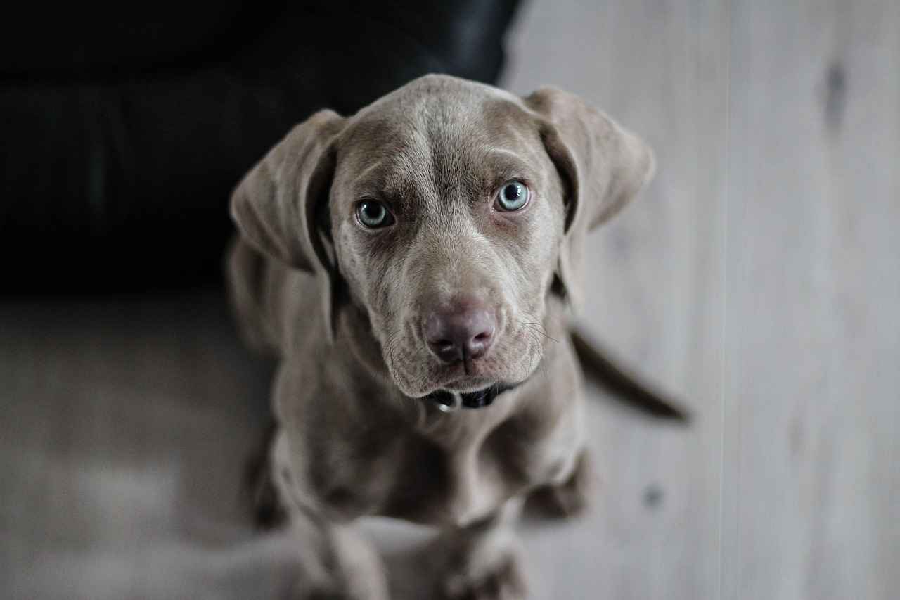 Cheap Dog Beds: Affordable Options for Your Pet 3 Budget-Friendly Materials for Dog Beds