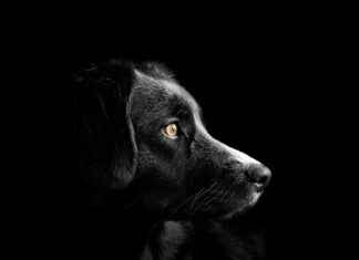 Chew Proof Dog Bed: Protecting Your Investment Chew Proof Dog Bed: Protecting Your Investment