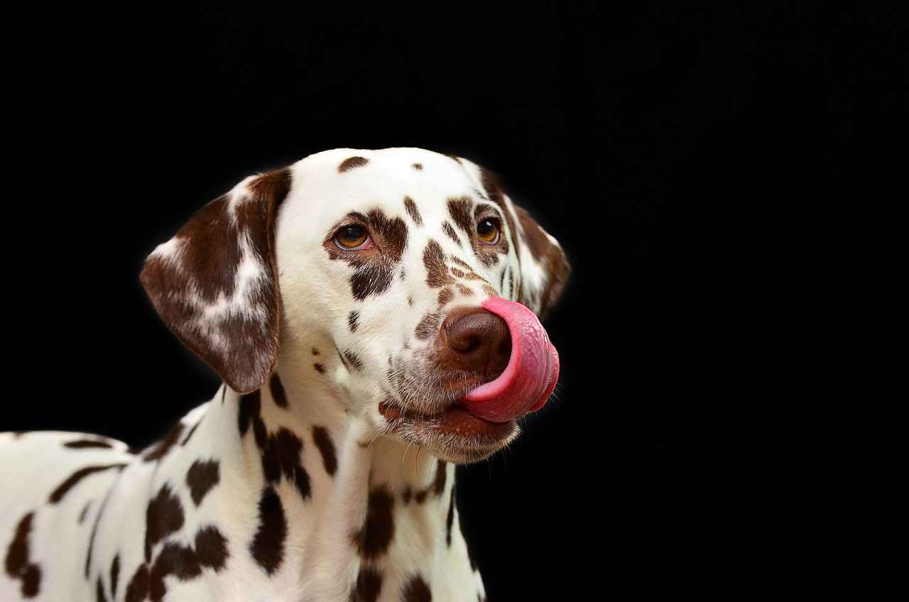 Chew Proof Dog Bed: Protecting Your Investment 1 Why Choose a Chew Proof Dog Bed?