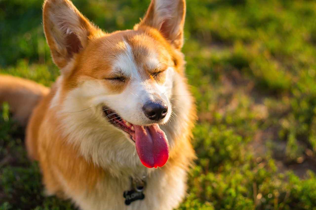 Chew Proof Dog Bed: Protecting Your Investment 4 Tips for Maintaining Chew Proof Dog Beds