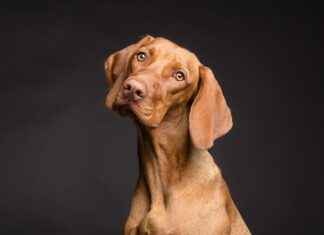 Chew Proof Dog Beds: Durable Options for Tough Dogs Chew Proof Dog Beds: Durable Options for Tough Dogs