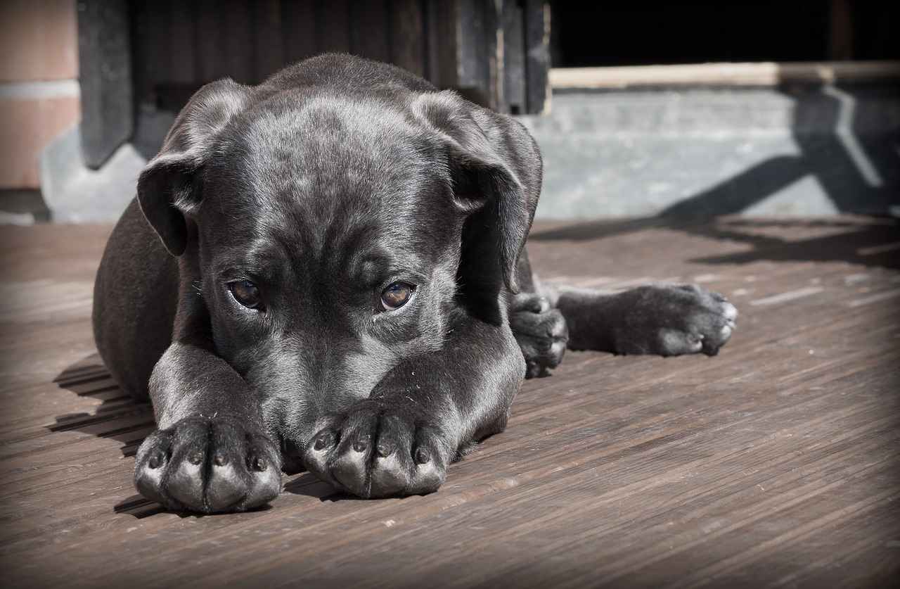 Chew Proof Dog Beds: Durable Options for Tough Dogs 6 Cost vs. Value: Are They Worth It?