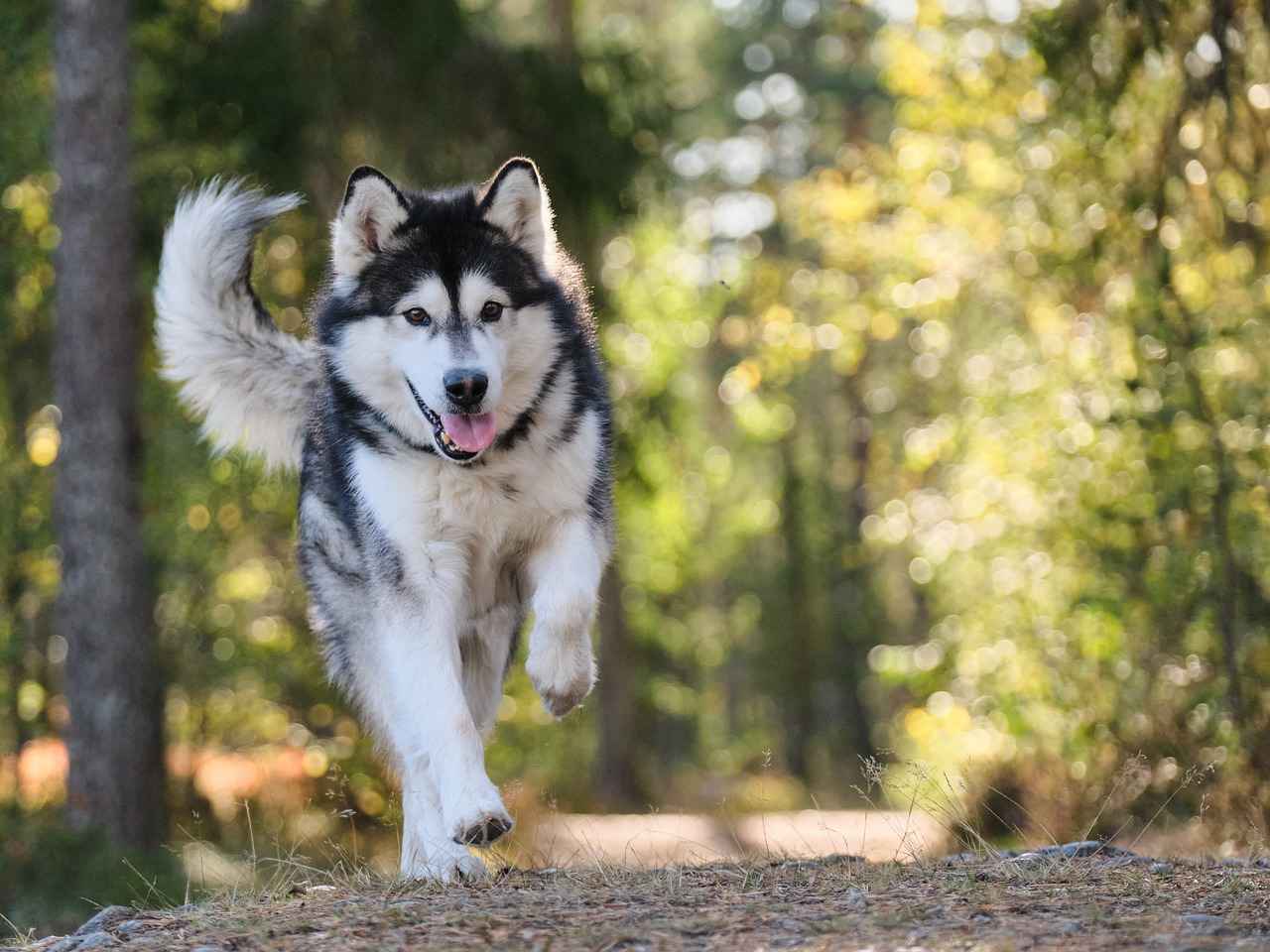 Chew Proof Dog Beds: Durable Options for Tough Dogs 7 Conclusion: Finding the Best Chew-Proof Dog Bed
