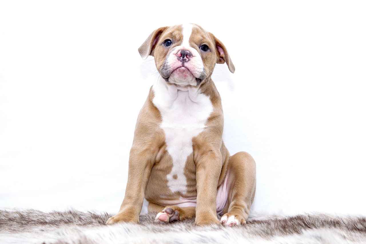 Chew Proof Dog Beds: Durable Options for Tough Dogs 3 Top Brands for Chew-Proof Dog Beds