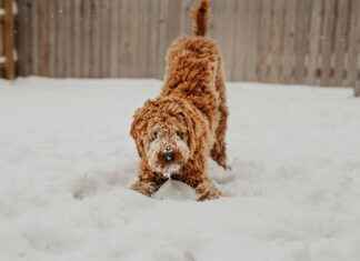 Chew Resistant Dog Bed: Protect Your Bed from Destructive Chewers Chew Resistant Dog Bed: Protect Your Bed from Destructive Chewers