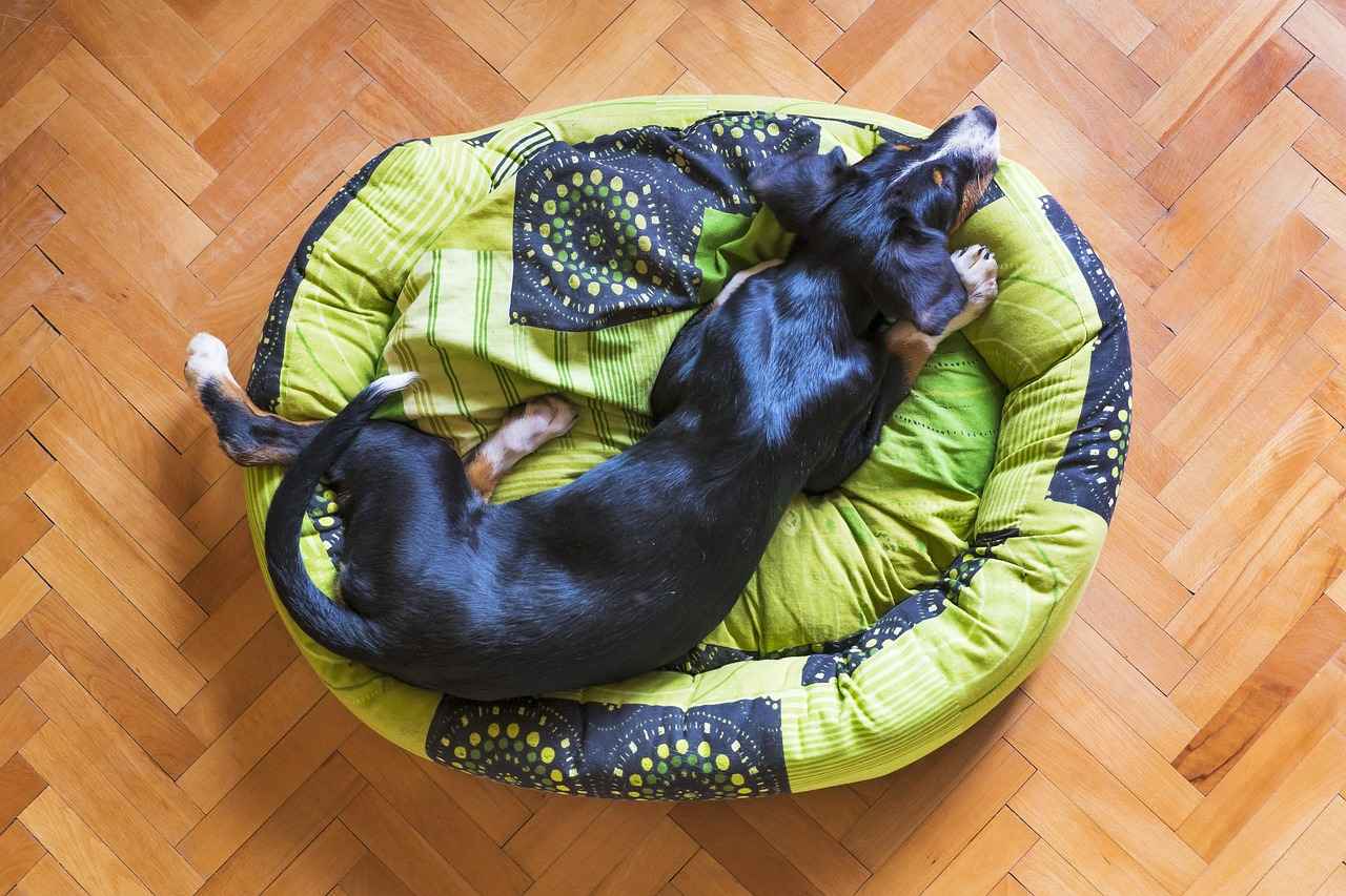 Chew Resistant Dog Bed: Protect Your Bed from Destructive Chewers 1 What is a Chew Resistant Dog Bed?