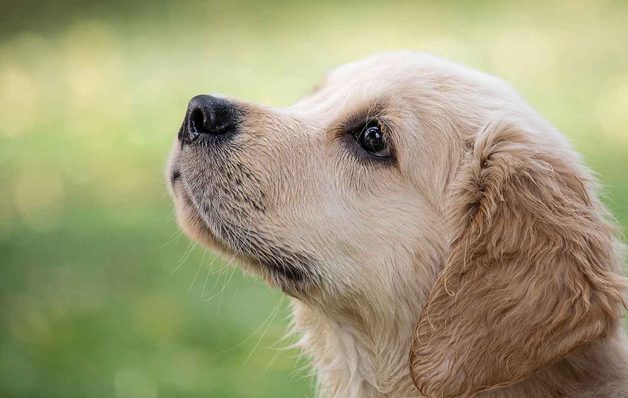 Chew Resistant Dog Bed: Protect Your Bed from Destructive Chewers 2 Benefits of Chew Resistant Dog Beds