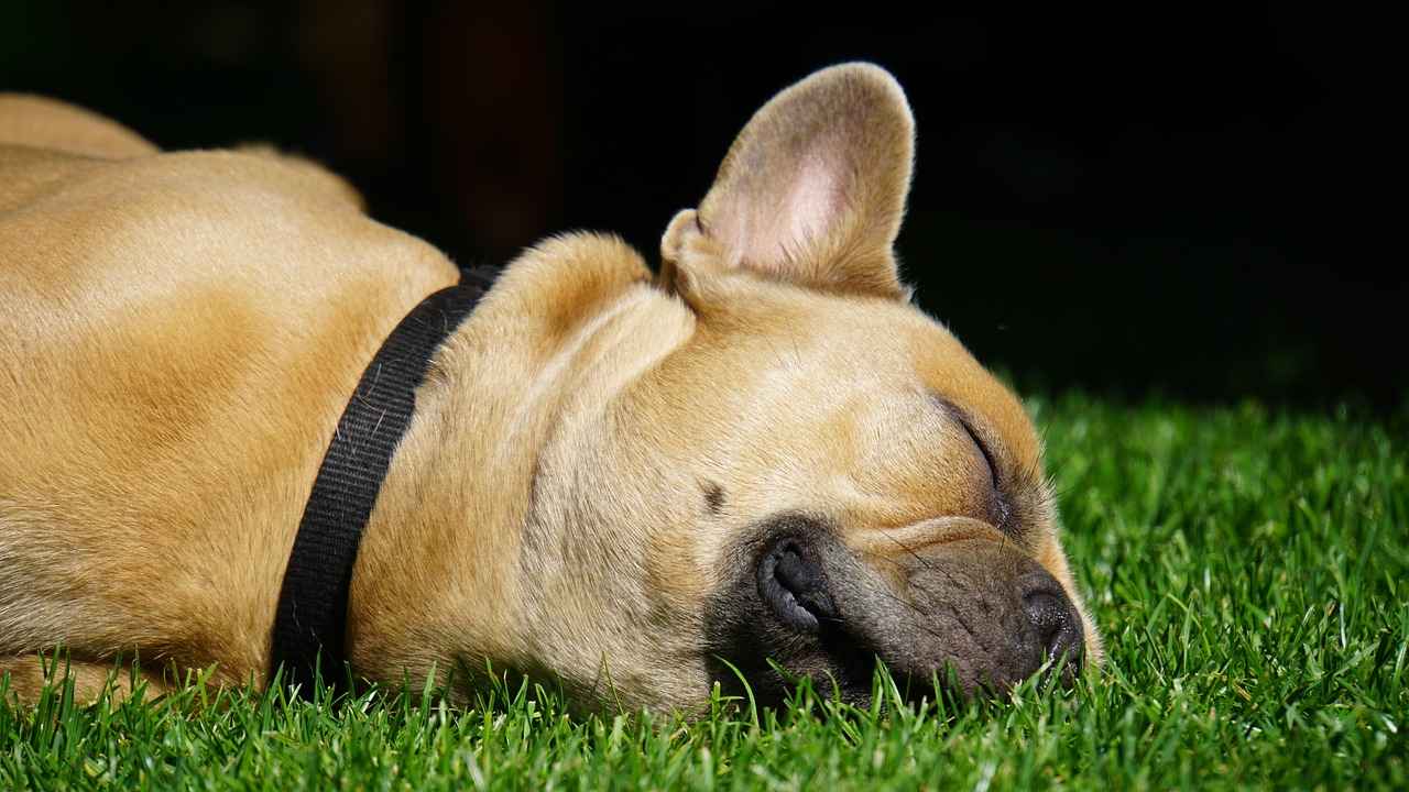 Chewy Dog Beds: Comfort and Durability for Your Pet 4 4. Materials Used in Chewy Dog Beds