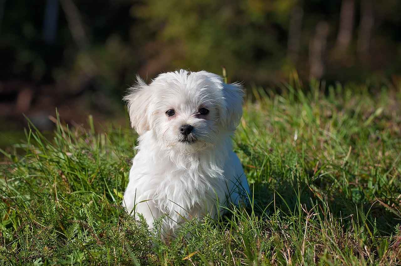 Chewy Dog Beds: Comfort and Durability for Your Pet 7 7. Customer Reviews and Recommendations