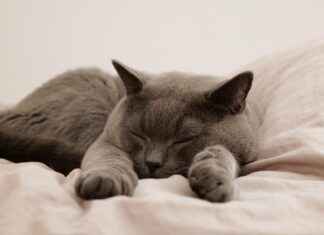 Chewy.com Dog Beds: Best Options for Your Dog Chewy.com Dog Beds: Best Options for Your Dog