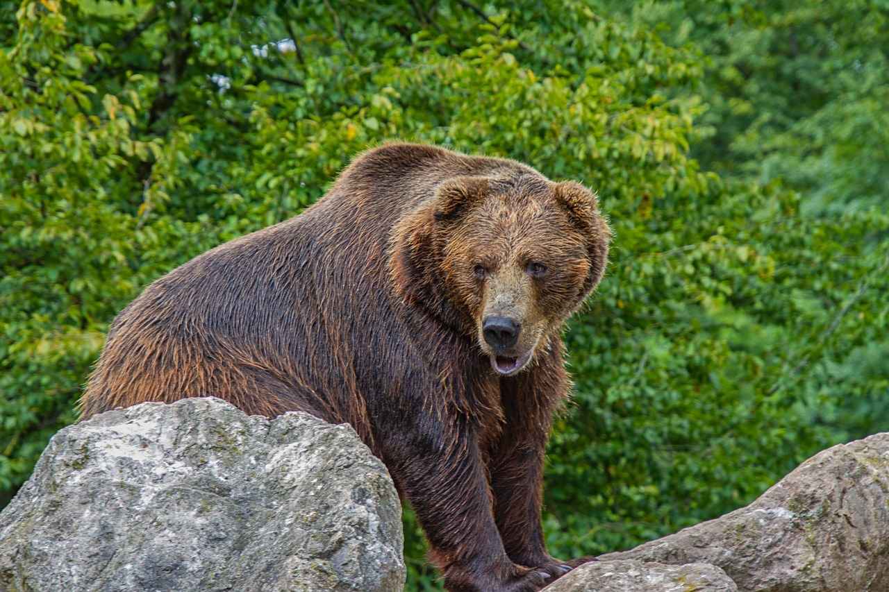 First Half Highlights