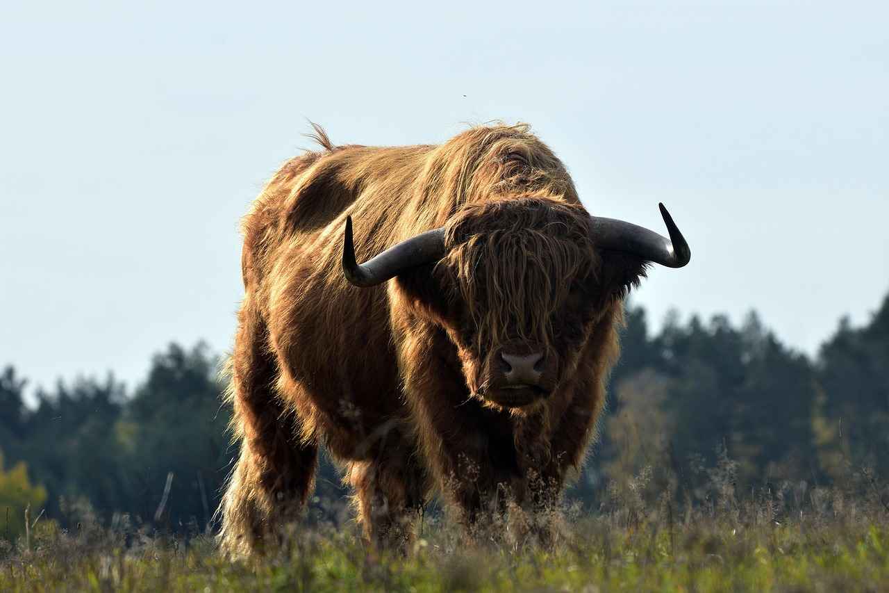 Key Players to Watch