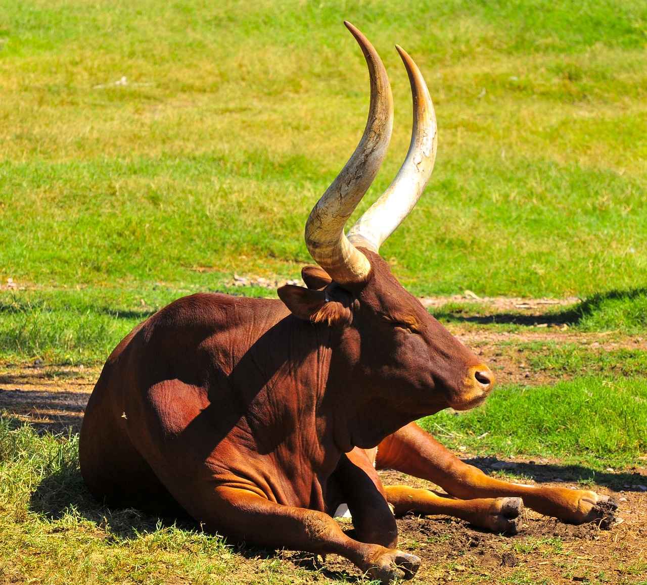 Fan Engagement and Atmosphere