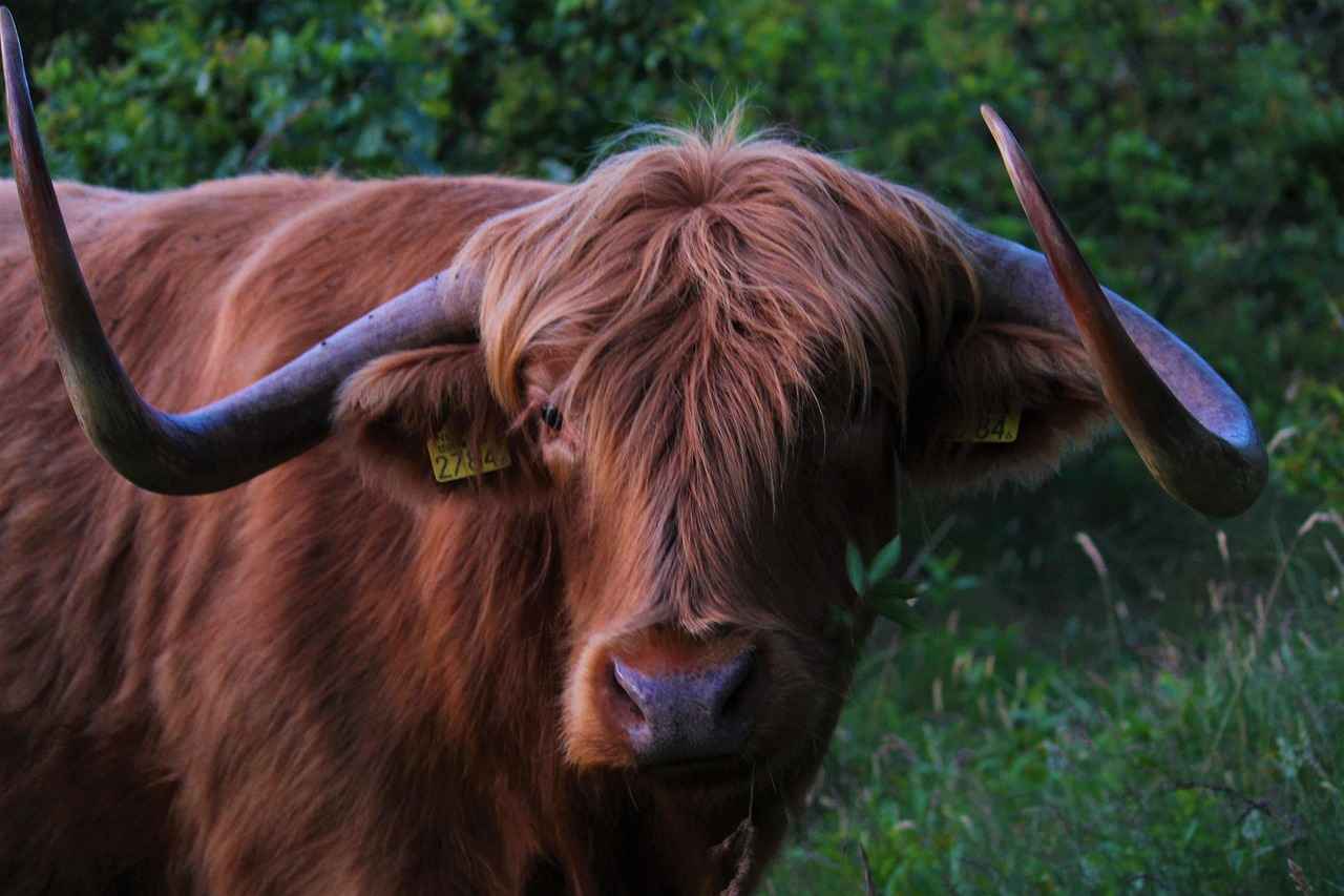 Future Matchups and Predictions