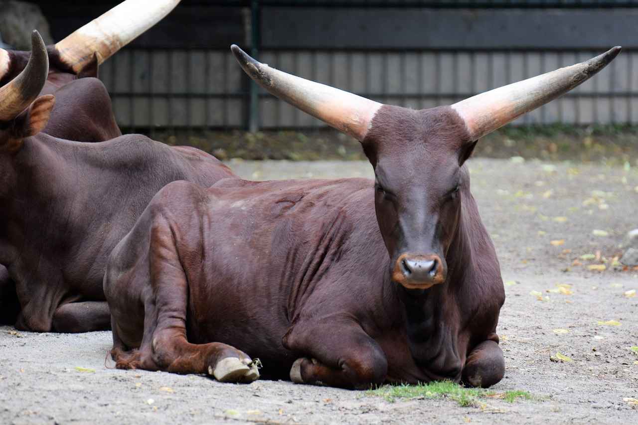 Key Players for the Milwaukee Bucks