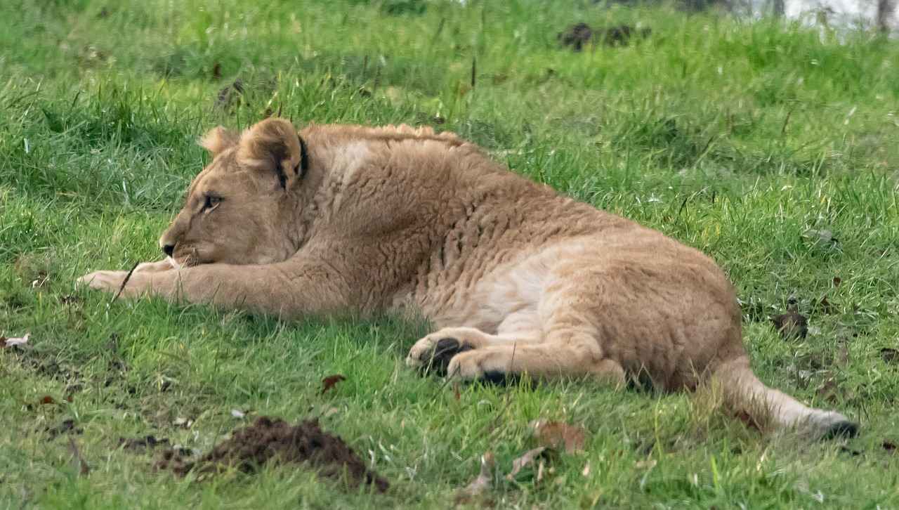 Impact of Injuries on Team Performance