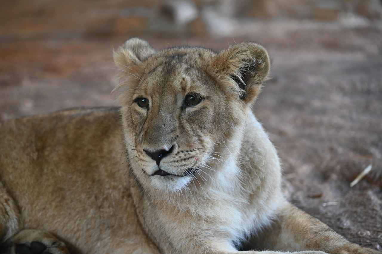 Head-to-Head Matchup Statistics