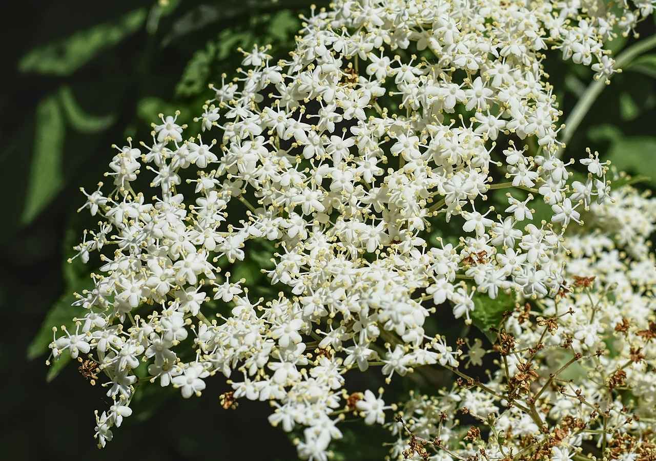 Choosing the Best Magnetic Cell Phone Holders for Your Vehicle 5 Maintaining Your Magnetic Cell Phone Holder