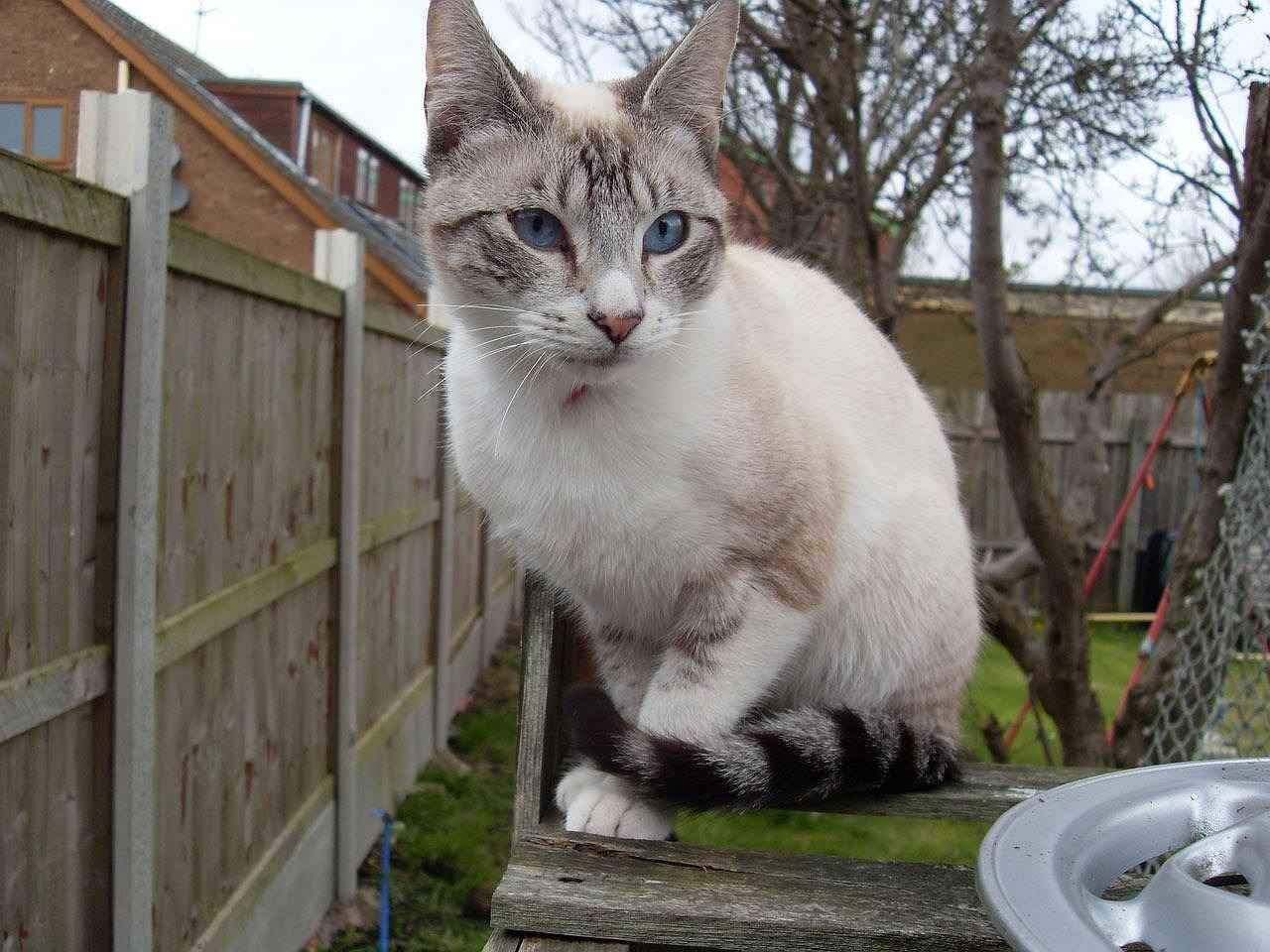 Defensive Strengths of the Bengals