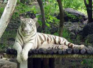 Cincinnati Bengals vs. Pittsburgh Steelers: Key Stats and Game Recap Cincinnati Bengals vs. Pittsburgh Steelers: Key Stats and Game Recap