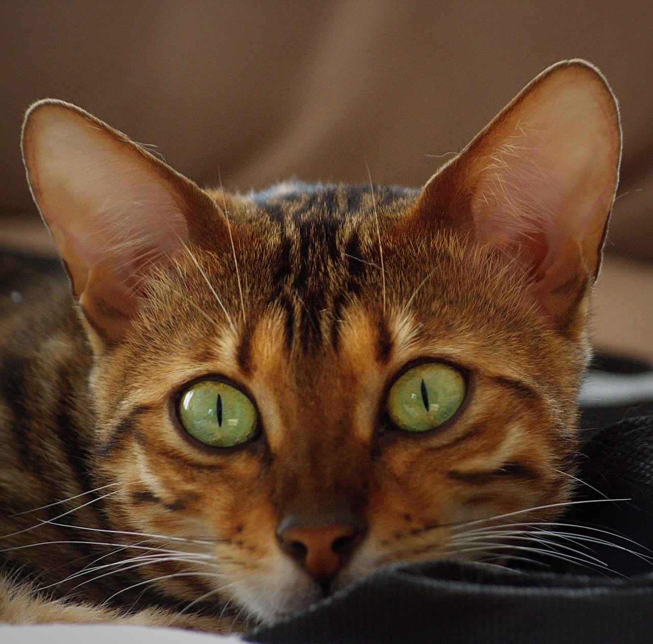 Conclusion: The Significance of the Matchup