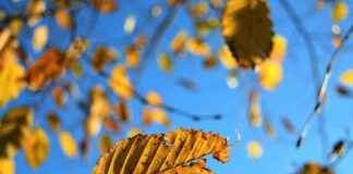 CISD SSO Login and Portal Guide for Students and Teachers CISD SSO Login and Portal Guide for Students and Teachers