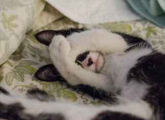 Classic & Timeless Antique Bed Design Inspirations Classic & Timeless Antique Bed Design Inspirations