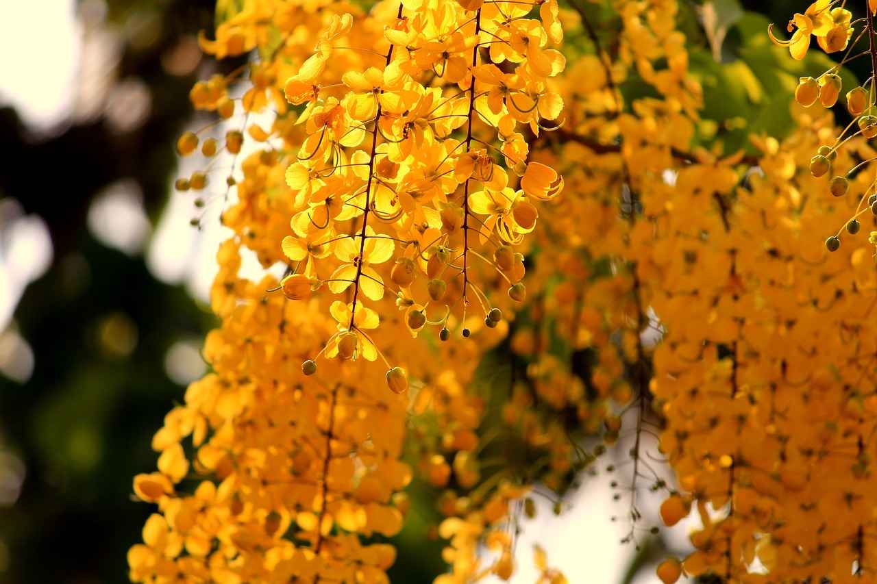 Cleveland Browns vs Las Vegas Raiders Match Player Stats 2 Overview of the Las Vegas Raiders Season