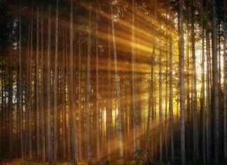 Cleveland Browns vs Philadelphia Eagles Match Player Stats Cleveland Browns vs Philadelphia Eagles Match Player Stats