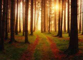 Cleveland Browns vs Steelers Match Player Stats Cleveland Browns vs Steelers Match Player Stats