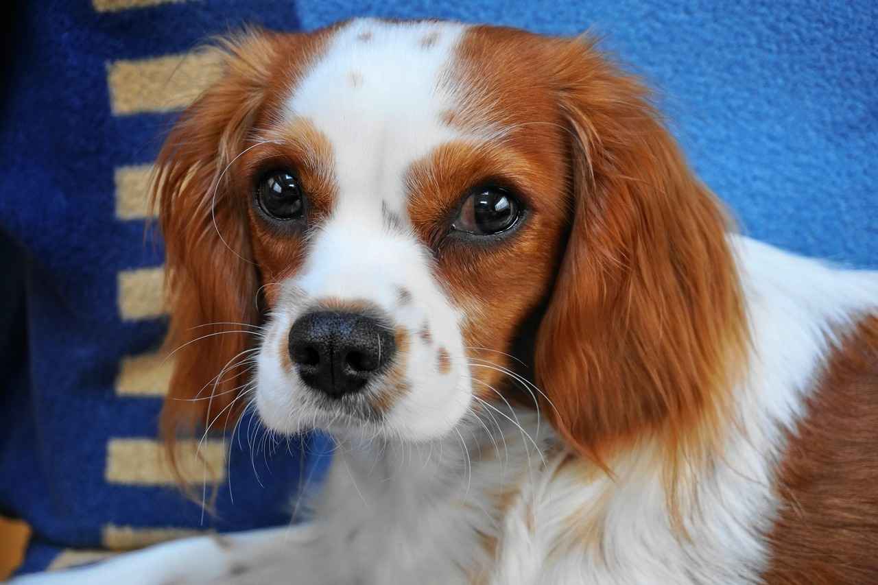 Overview of the Matchup