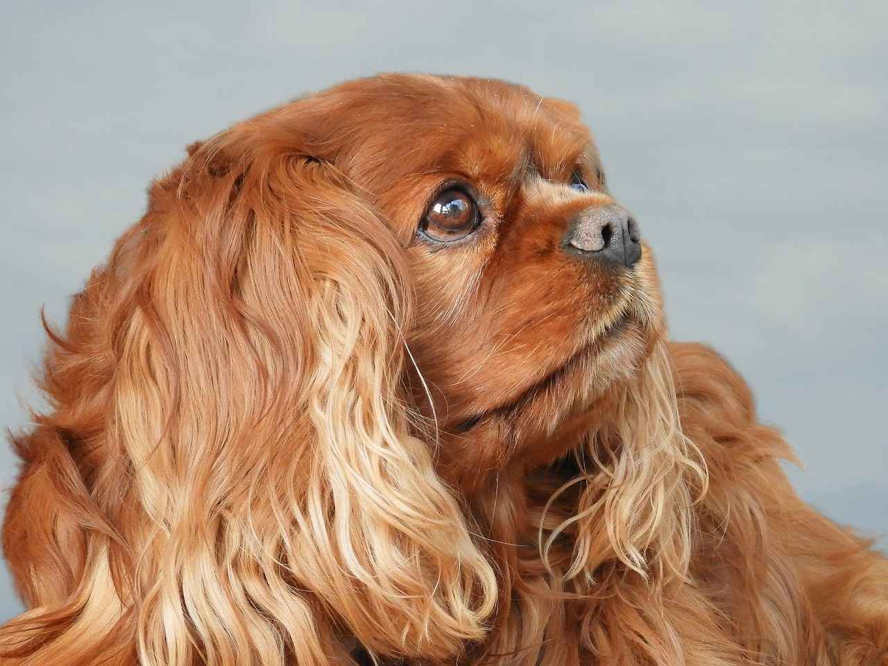 Fan Reactions and Game Atmosphere