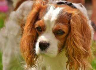 Cleveland Cavaliers vs. Detroit Pistons: Player Stats and Insights Cleveland Cavaliers vs. Detroit Pistons: Player Stats and Insights