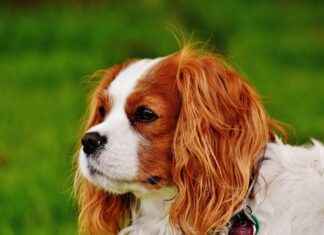 Cleveland Cavaliers vs. Indiana Pacers: Game Recap and Player Stats Cleveland Cavaliers vs. Indiana Pacers: Game Recap and Player Stats