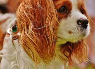 Cleveland Cavaliers vs Lakers Match Player Stats Cleveland Cavaliers vs Lakers Match Player Stats