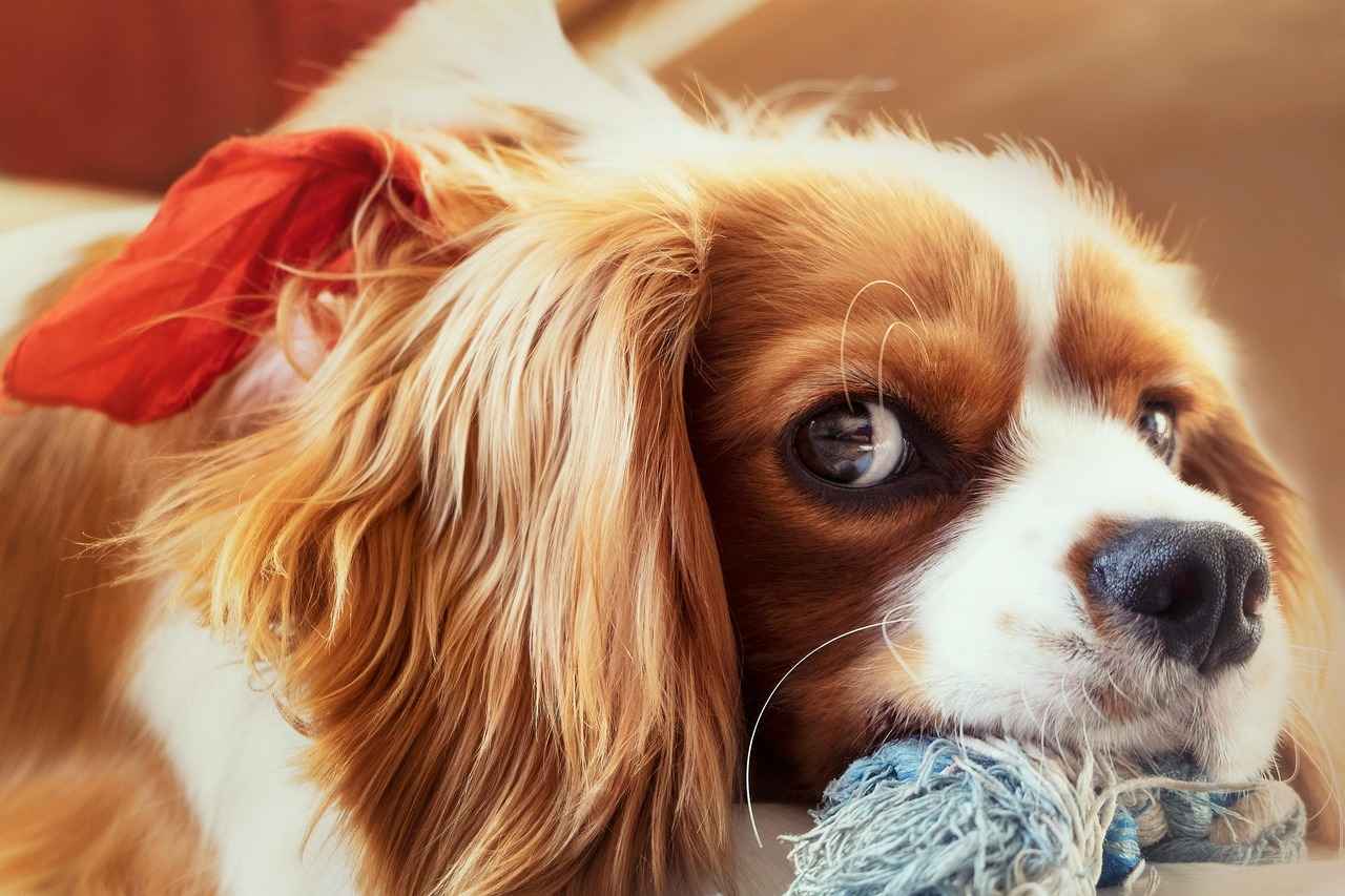 Cleveland Cavaliers vs Lakers Match Player Stats 1 Overview of the Match