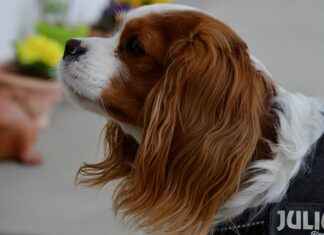 Cleveland Cavaliers vs. OKC Thunder Match Player Stats Cleveland Cavaliers vs. OKC Thunder Match Player Stats