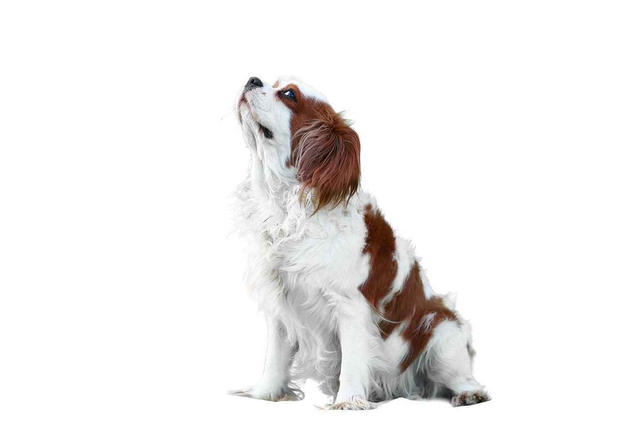 Head-to-Head Matchup History