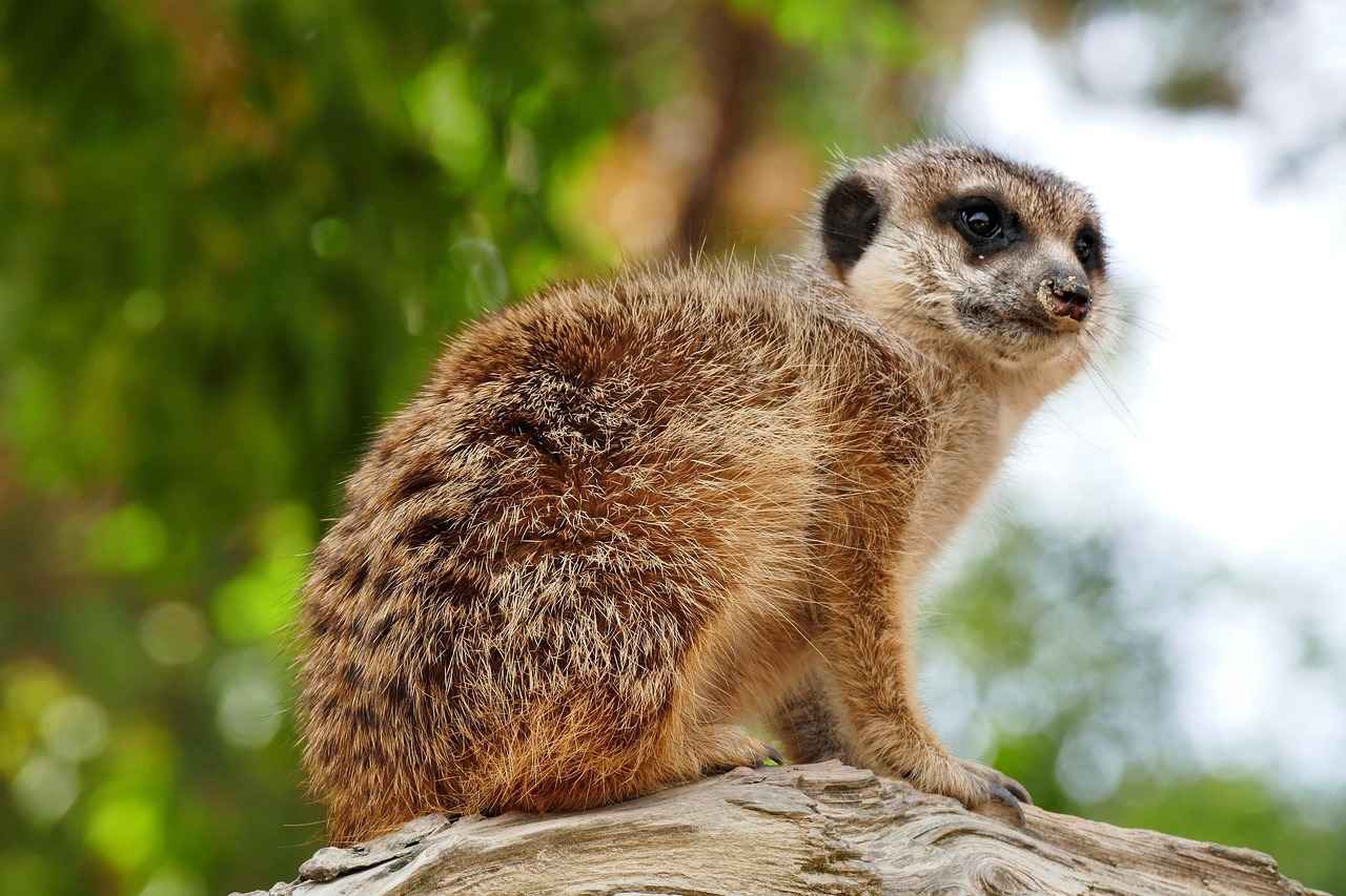 Cleveland Guardians vs Detroit Tigers Match Player Stats 2 Key Players to Watch in the Guardians