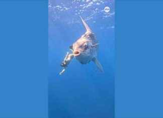 Close Encounter: Video Diver Captures Huge Sunfish Interaction close-encounter-video-diver-captures-huge-sunfish-nteraction