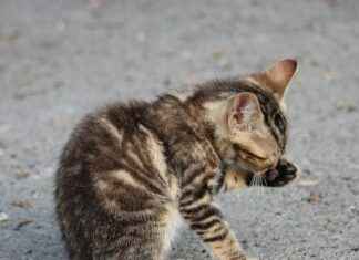 Cockapoo Haircuts Styles: Adorable Grooming Ideas for Your Furry Friend Cockapoo Haircuts Styles: Adorable Grooming Ideas for Your Furry Friend