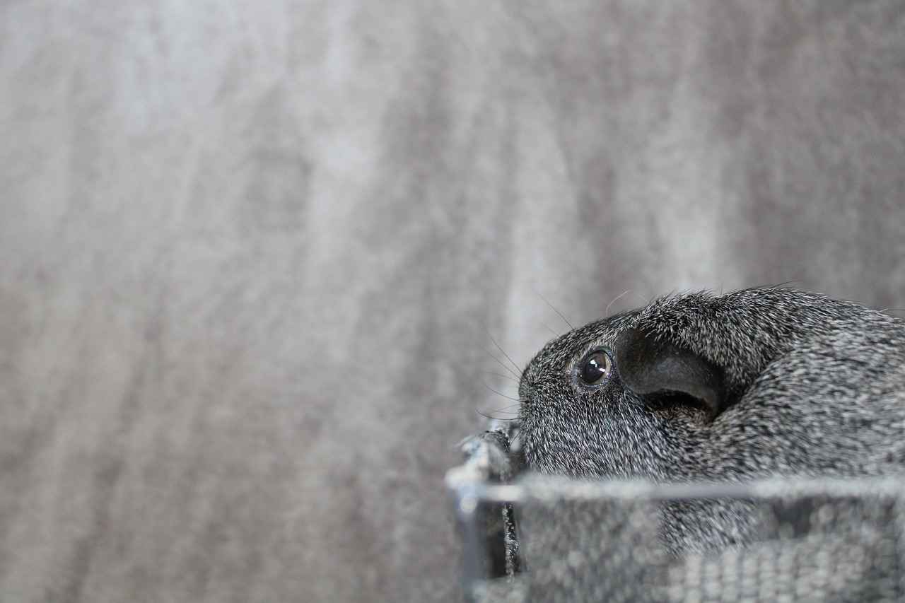 What Tools Do You Need for Cockapoo Grooming?